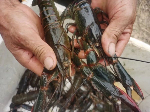 大资本优配 富林：澳洲淡水龙虾产业激活“百千万工程”增收新动能