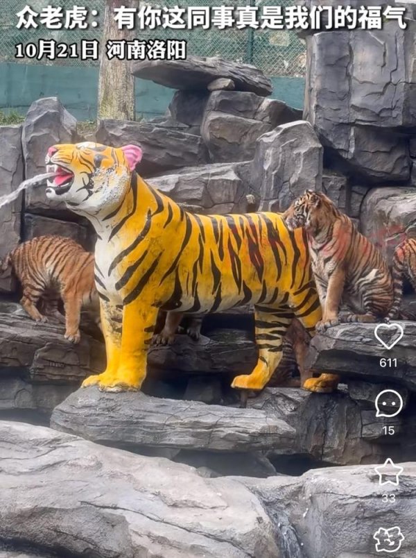 博大策略 洛阳一动物园高薪招募“兽王驾驶员”：已收到两千多份应聘信息